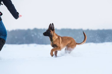 Kışın Belçika Çoban Köpeği. Kar geçmişi. Kış ormanı