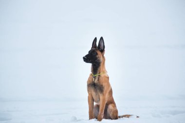 Kışın Belçika Çoban Köpeği. Kar geçmişi. Kış ormanı