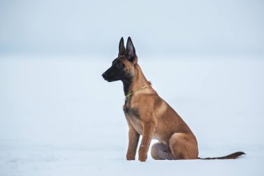 Kışın Belçika Çoban Köpeği. Kar geçmişi. Kış ormanı
