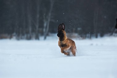 Kışın Belçika Çoban Köpeği. Kar geçmişi. Kış ormanı