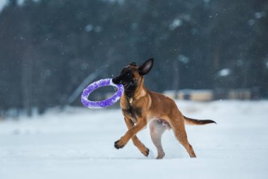 Kışın Belçika Çoban Köpeği. Kar geçmişi. Kış ormanı