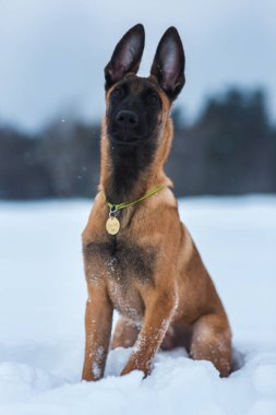 Kışın Belçika Çoban Köpeği. Kar geçmişi. Kış ormanı