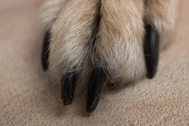 köpek ayak ve bacaklar doku yüzeyi. Evsiz köpek bir pençe yakın görüntü. cilt dokusu. Dinlenen köpeğin pençesi yakın