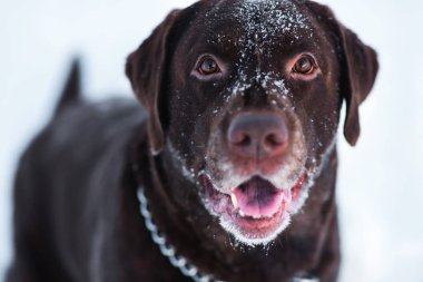 Güzel çikolata labrador retriever kışın dışında poz. Karda Labrador.