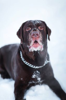 Güzel çikolata labrador retriever kışın dışında poz. Karda Labrador.