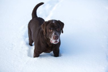 Güzel çikolata labrador retriever kışın dışında poz. Karda Labrador.