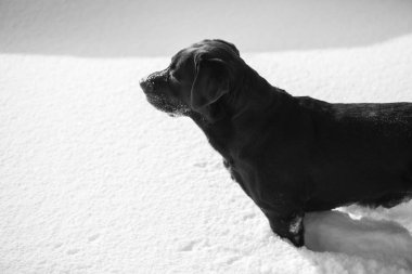 Güzel çikolata labrador retriever kışın dışında poz. Karda Labrador.