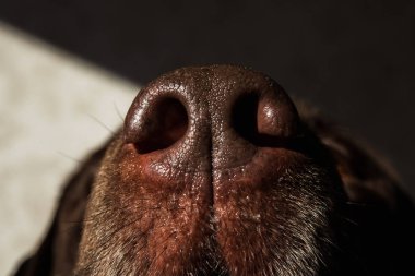 Köpek yatağında oturan bir köpeğin portresi