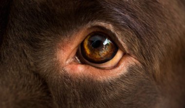 Interiour bir köpek köpek yakın portre