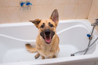 Komik karışık cins köpek Banyo. Köpek köpük banyosu yapıyor. Damat köpek.