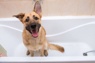 Komik karışık cins köpek Banyo. Köpek köpük banyosu yapıyor. Damat köpek.