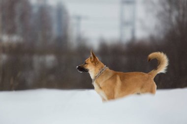 Sevimli karışık cins köpek dışında. Karda Mongrel