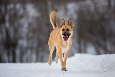 Sokakta yaşayan sokak köpeği. Karda Mongrel