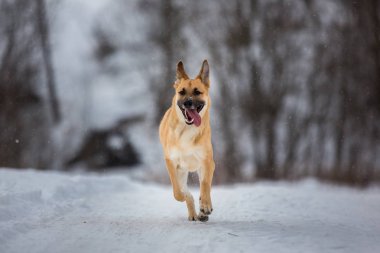 Sokakta yaşayan sokak köpeği. Karda Mongrel