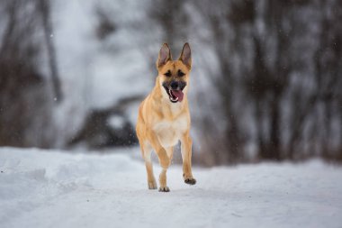 Sokakta yaşayan sokak köpeği. Karda Mongrel