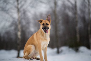Sevimli karışık cins köpek dışında. Karda Mongrel