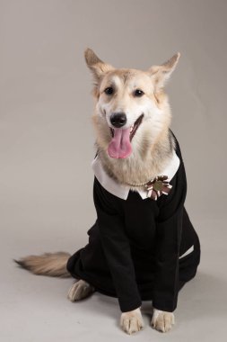 Orta boy köpek okul üniforması elbise giyiyor, kameraya bakarak ve oturuyor,