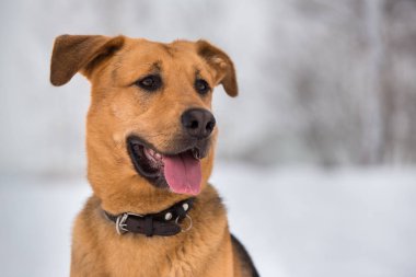 Sevimli karışık cins köpek dışında. Karda Mongrel