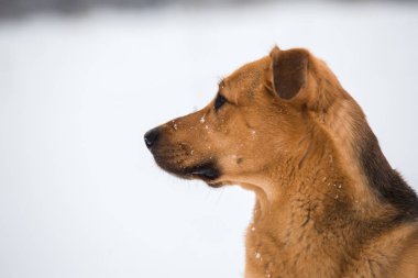 Sevimli karışık cins köpek dışında. Karda Mongrel