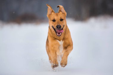 Sevimli karışık cins köpek dışında. Karda Mongrel