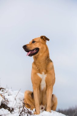 Sevimli karışık cins köpek dışında. Karda Mongrel