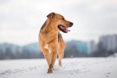 Sevimli karışık cins köpek dışında. Karda Mongrel