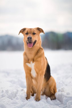 Sevimli karışık cins köpek dışında. Karda Mongrel