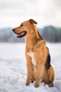 Sevimli karışık cins köpek dışında. Karda Mongrel