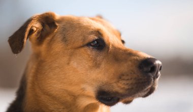 Sevimli karışık cins köpek dışında. Karda Mongrel