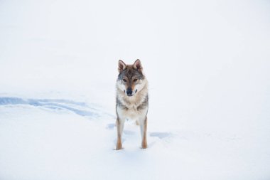Gri Kurt, Kar üzerinde bir çayırda duran Canis lupus