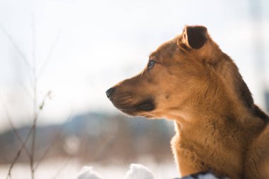 Sevimli karışık cins köpek dışında. Karda Mongrel