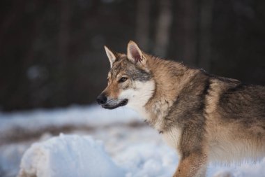 Gri Kurt, Kar üzerinde bir çayırda duran Canis lupus