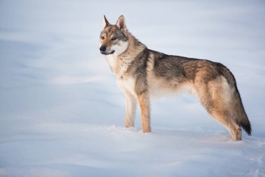 Gri Kurt, Kar üzerinde bir çayırda duran Canis lupus