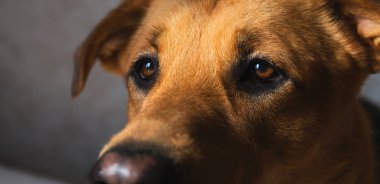 Iç bir melez köpek köpek portresi kadar yakın