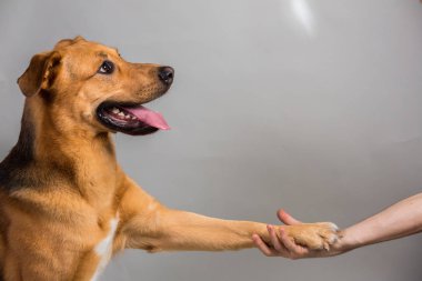 Interiour'da insan ve köpek arasındaki dostluk ve ortaklık