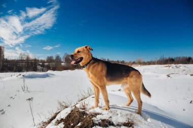 Sevimli karışık cins köpek dışında. Karda Mongrel