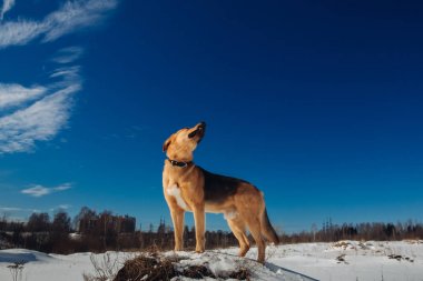 Sevimli karışık cins köpek dışında. Karda Mongrel
