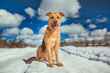 Sevimli karışık cins köpek dışında. Karda Mongrel