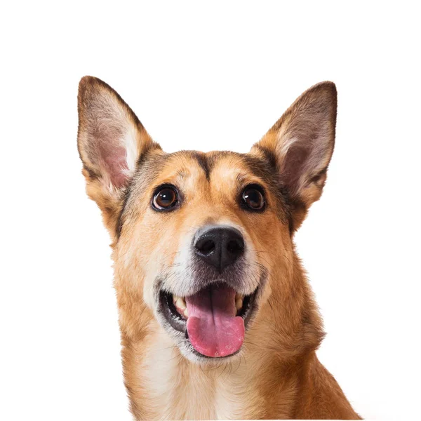 Perro de pelo rojo sentado, mirando a la cámara, aislado en blanco — Foto de Stock