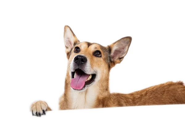 Perro de pelo rojo sentado, mirando a la cámara, aislado en blanco — Foto de Stock