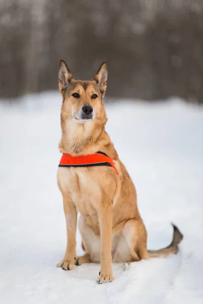 Lindo perro de raza mixta paseando en un parque. Mestizo en la nieve —  Fotos de Stock