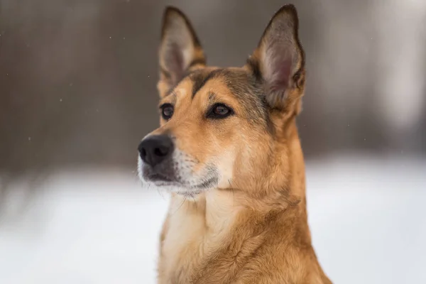 Söt blandad ras hund som går i en Park. Mongrel i snön — Stockfoto