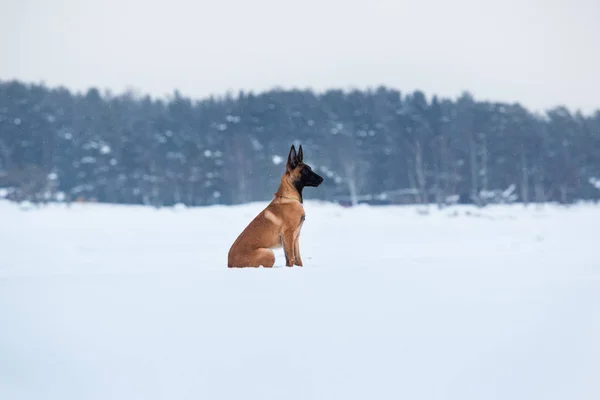 Cão pastor belga no inverno. Antecedentes de neve. Floresta de Inverno — Fotografia de Stock