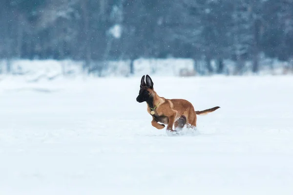 Belgische herdershond in de winter. Sneeuwde achtergrond. Winterbos — Stockfoto