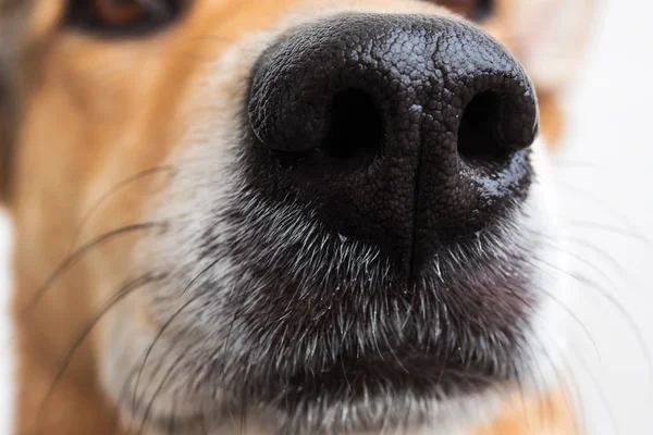 Portrét smíšeného plemene psů na bílém pozadí — Stock fotografie