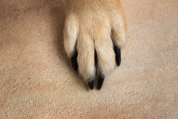 dog feet and legs texture surface. Close up image of a paw of homeless dog. skin texture. Resting dog\'s paw close up