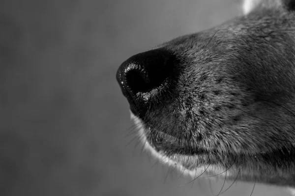 Portrait of mixed breed dog, isolated on black — Stock Photo, Image