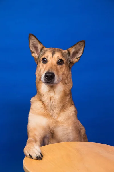 Харизматичный рыжий пес сидит и смотрит в камеру . — стоковое фото