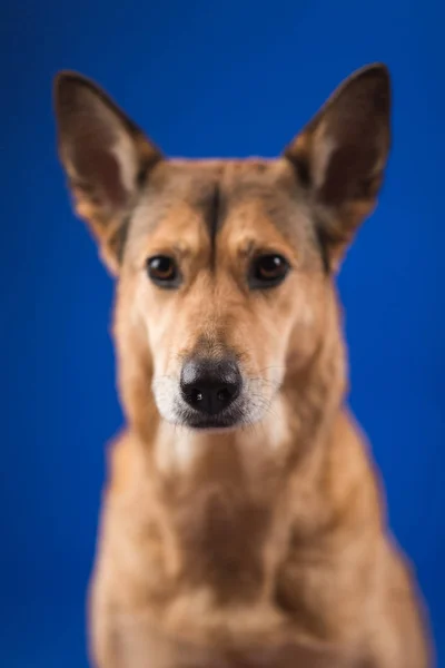 Charismatic cão de cabelo vermelho sentado e olhando para a câmera . — Fotografia de Stock