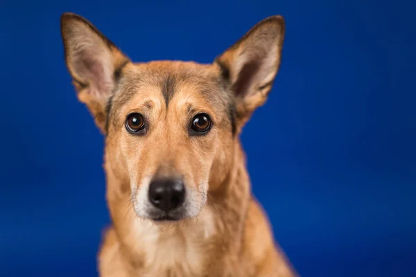 Carismático perro de pelo rojo sentado y mirando a la cámara . — Foto de Stock